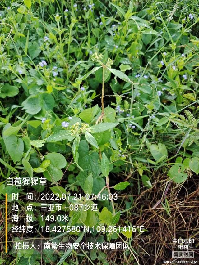 白苞猩猩草