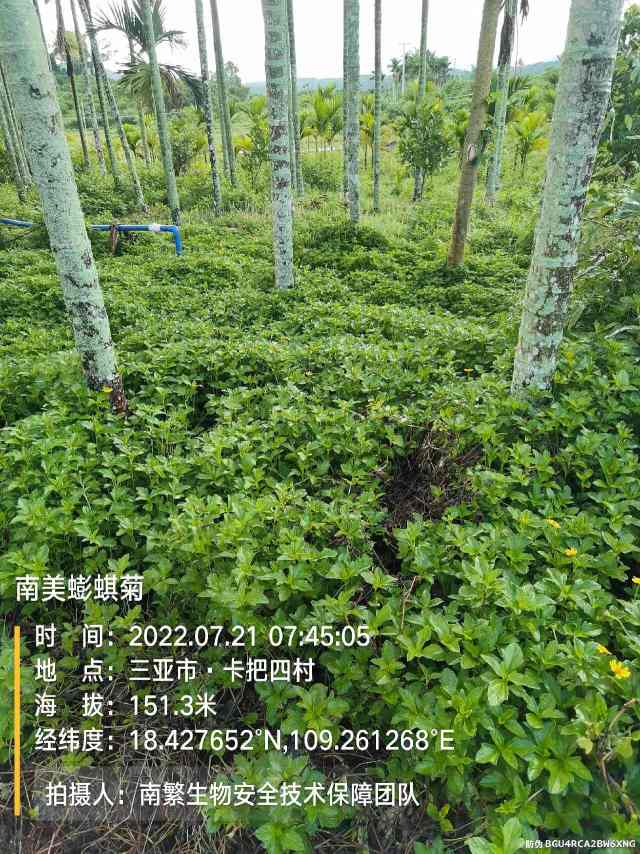 南美蟛蜞菊