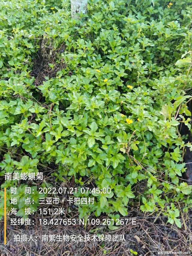 南美蟛蜞菊