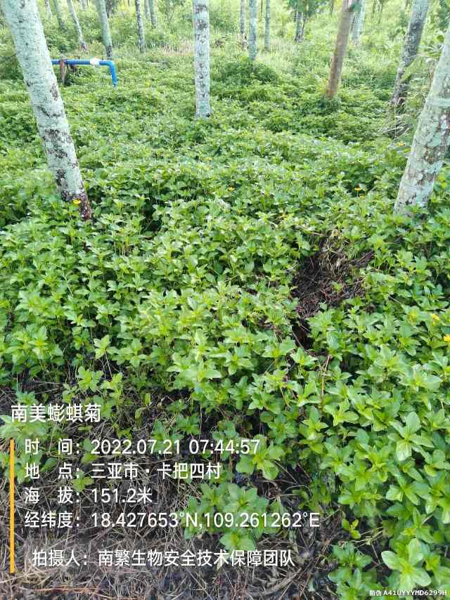南美蟛蜞菊