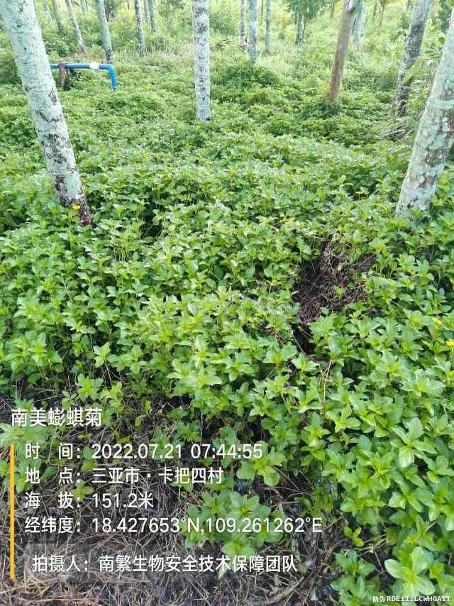 南美蟛蜞菊