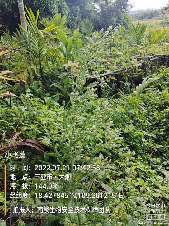 小飞蓬