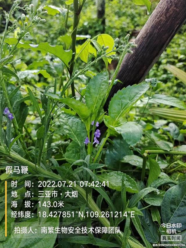 假马鞭