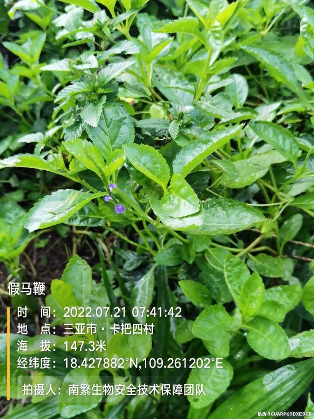 假马鞭