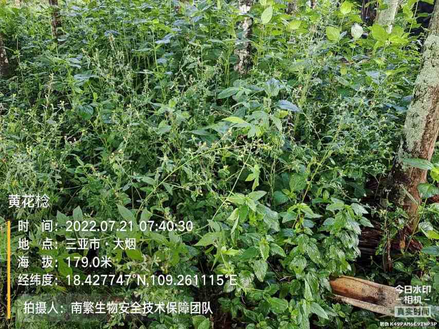 黄花棯