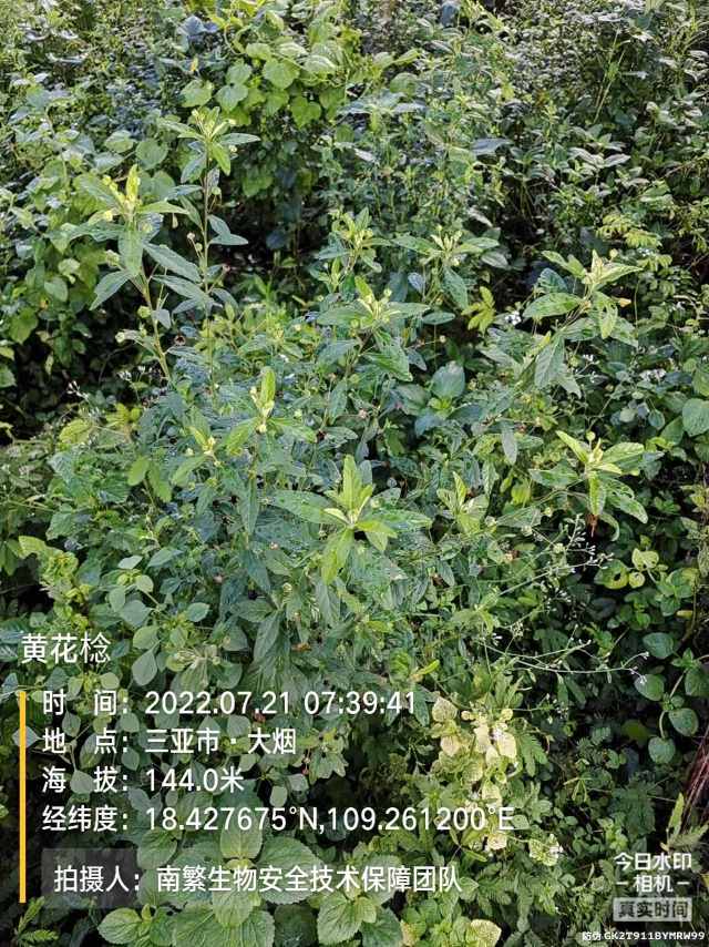 黄花棯