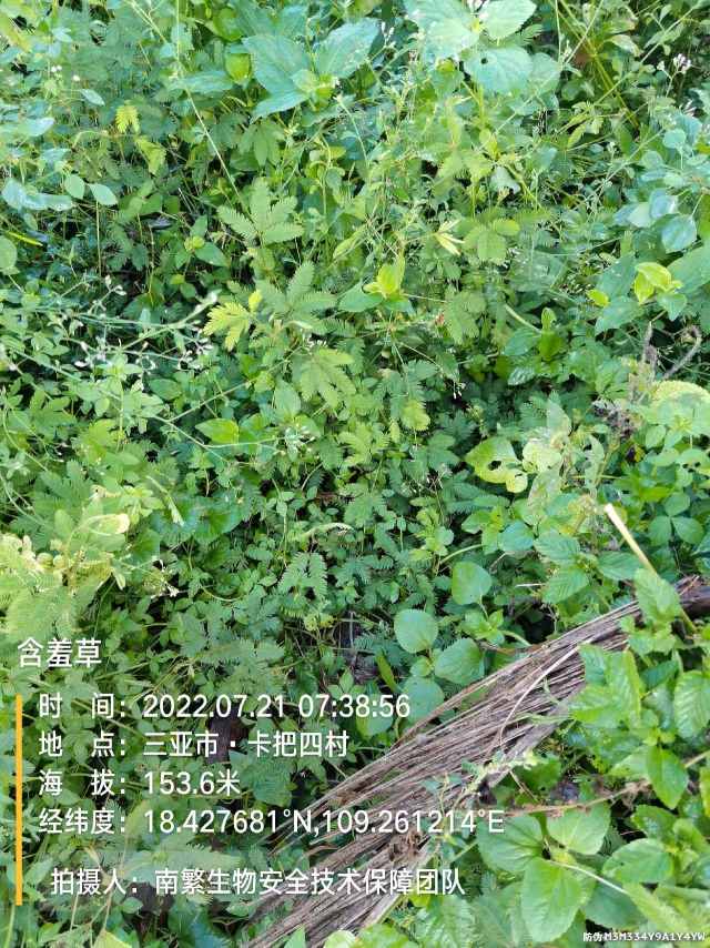 含羞草