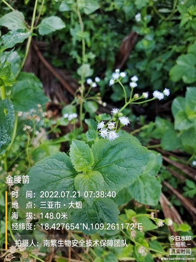 金腰箭