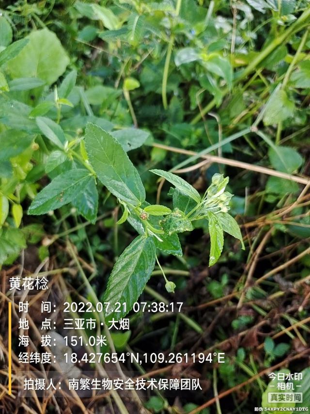 黄花棯