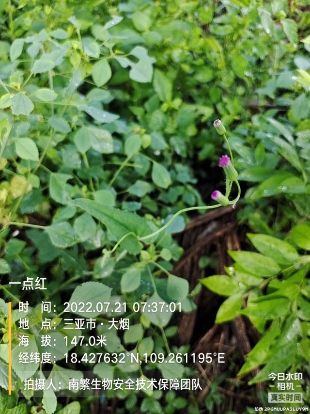 一点红