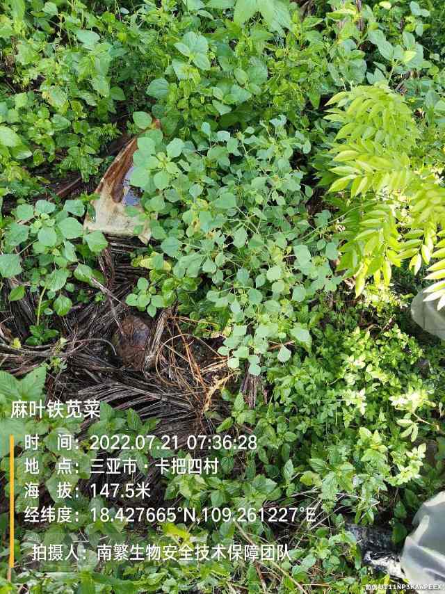 麻叶铁苋菜