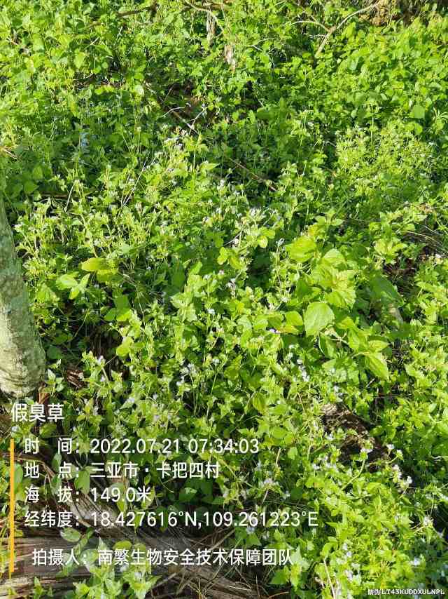 假臭草