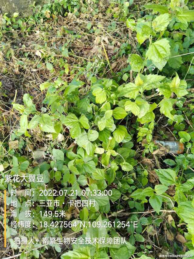 紫花大翼豆
