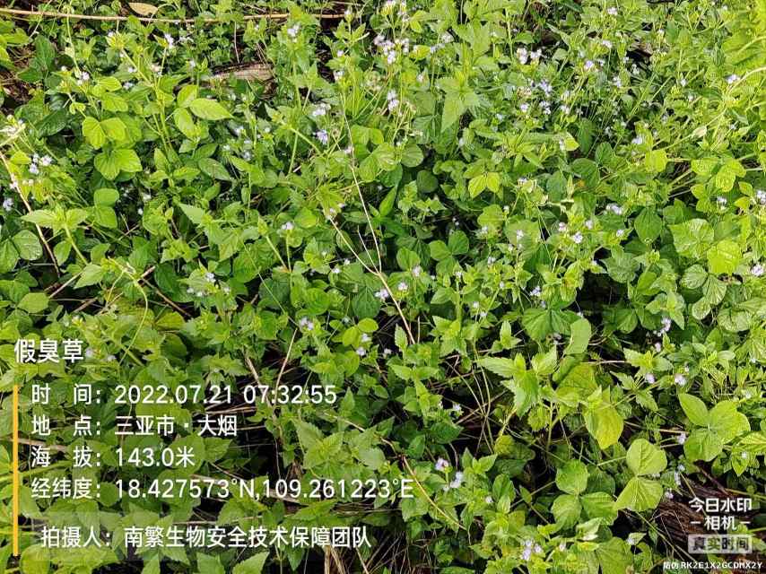 假臭草
