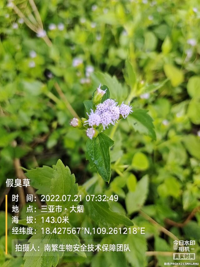 假臭草