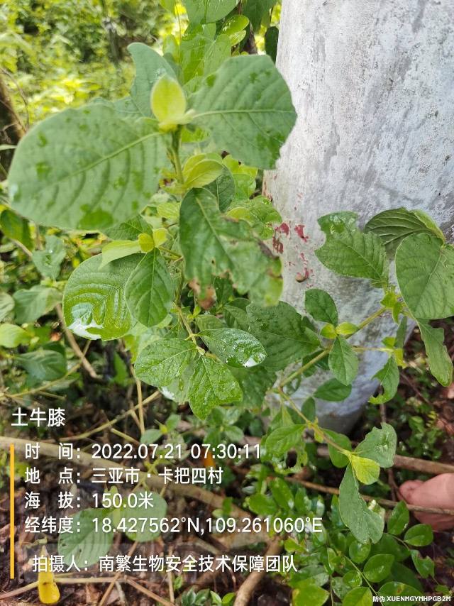 土牛膝