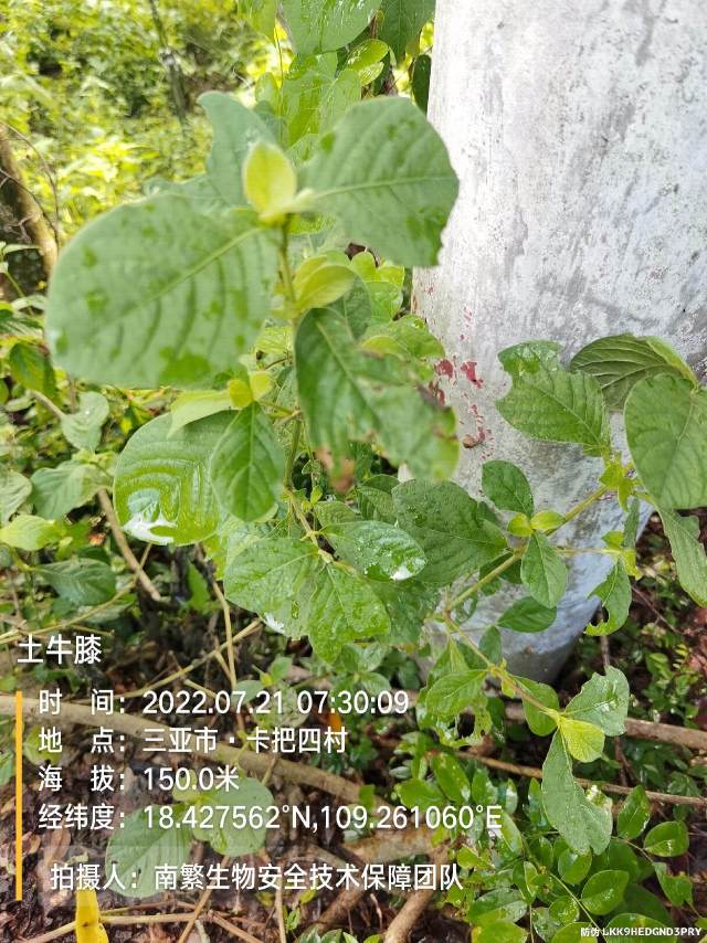 土牛膝