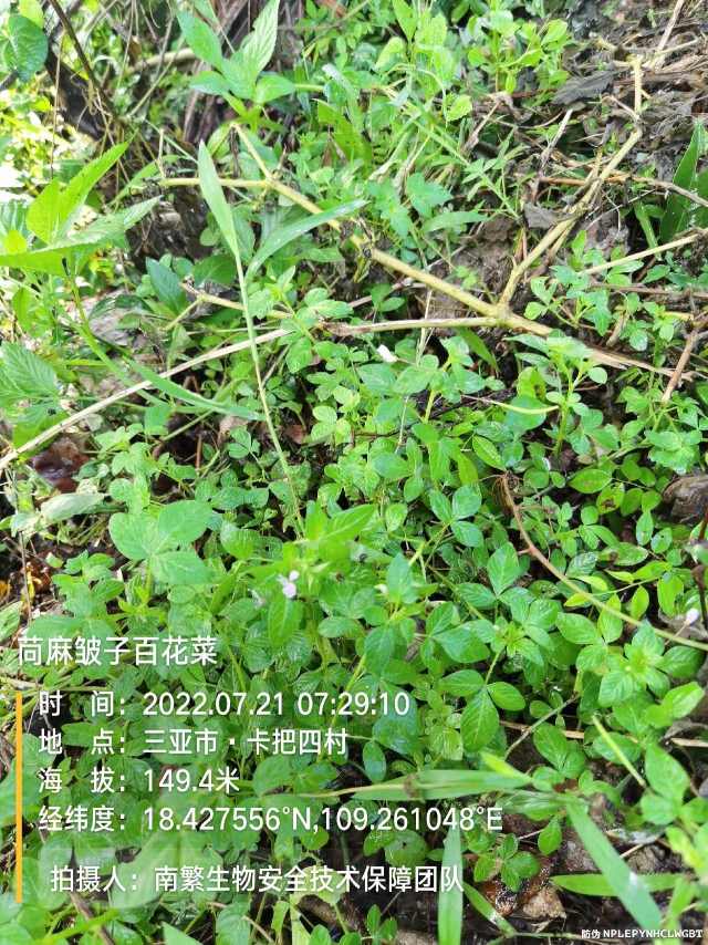 苘麻皱子百花菜