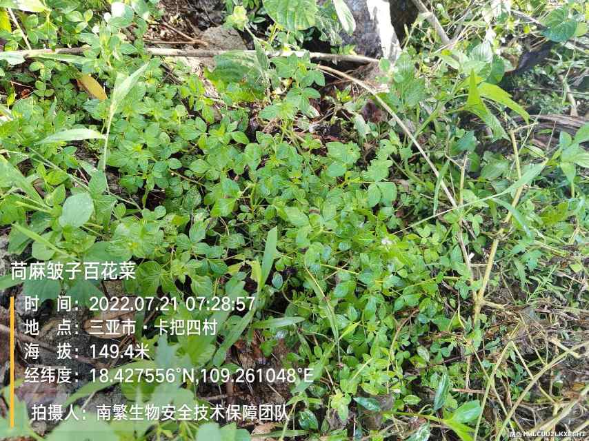 苘麻皱子百花菜