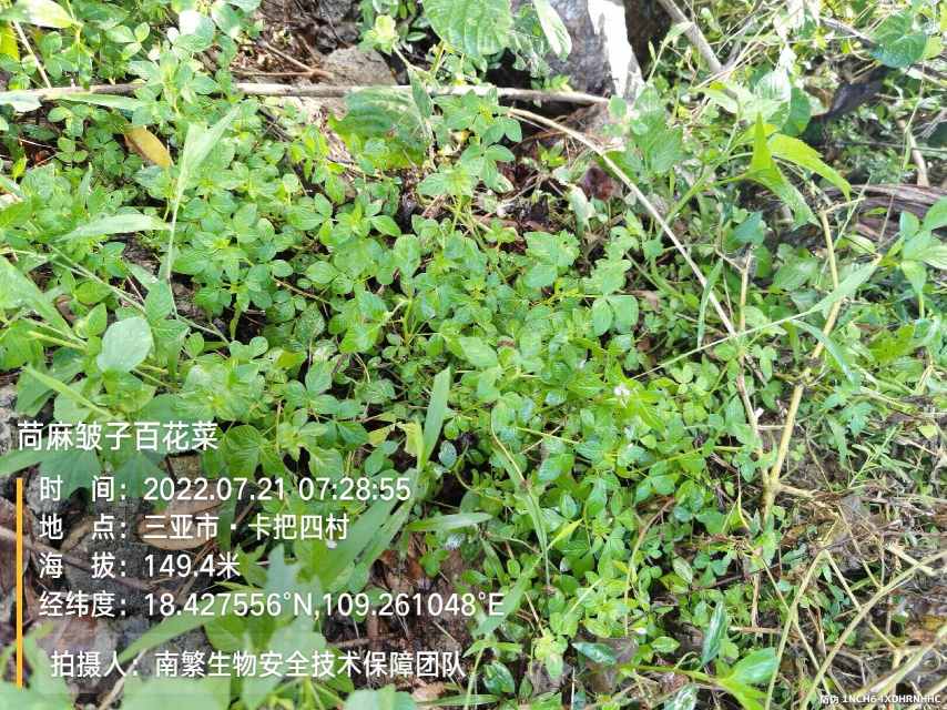 苘麻皱子百花菜
