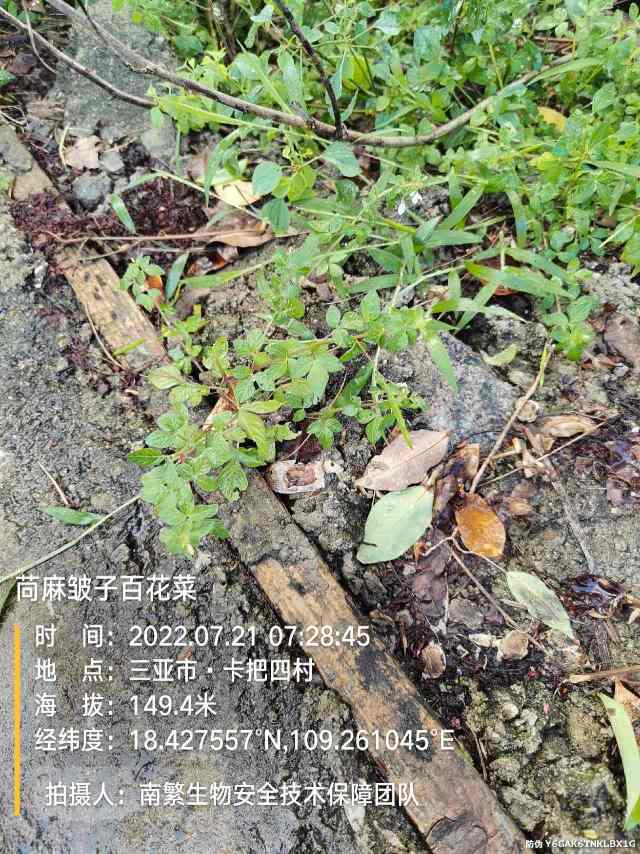 苘麻皱子百花菜