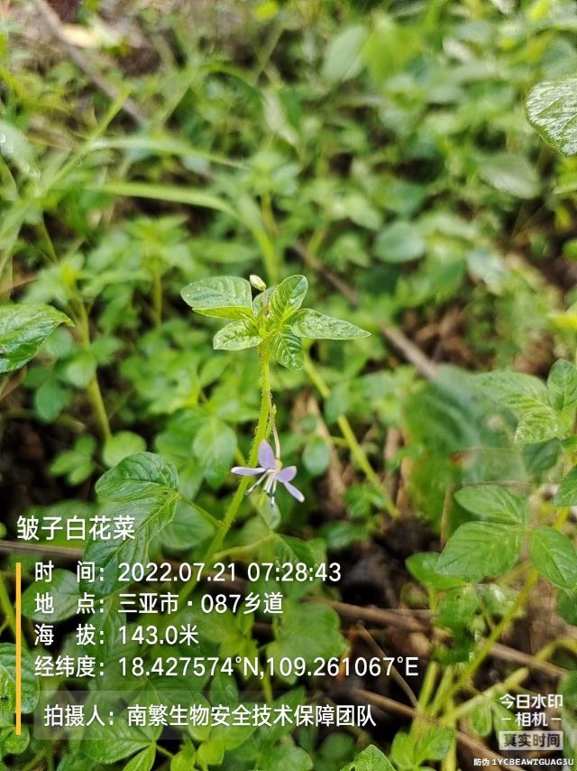 皱子白花菜
