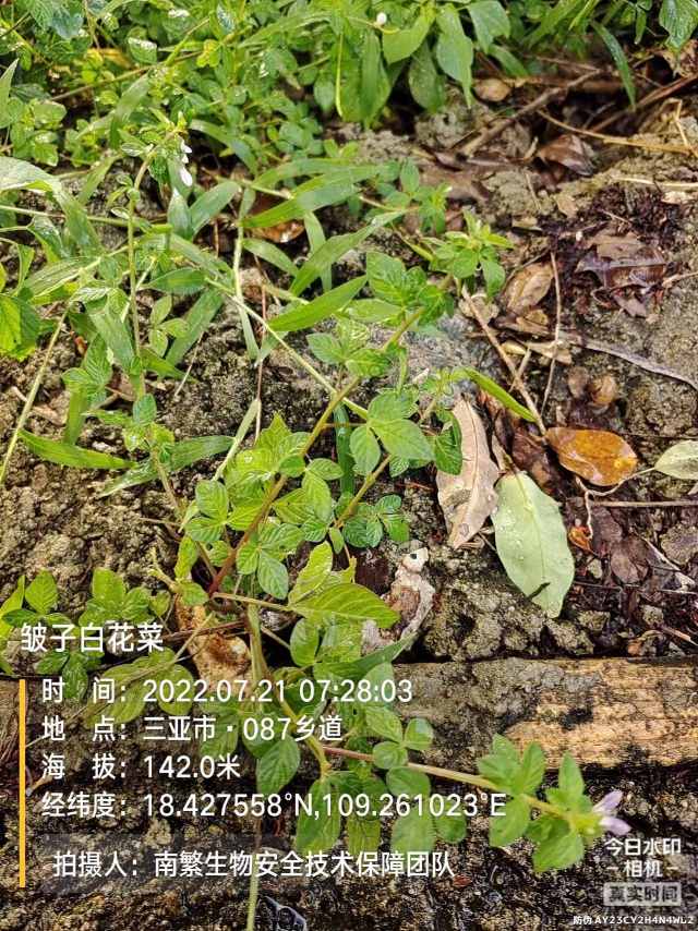 皱子白花菜