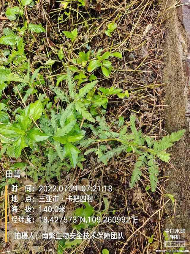 田菁