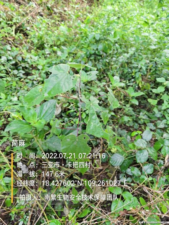 苘麻