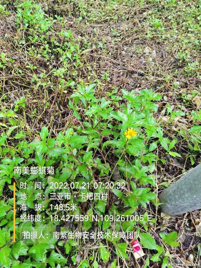 南美蟛蜞菊