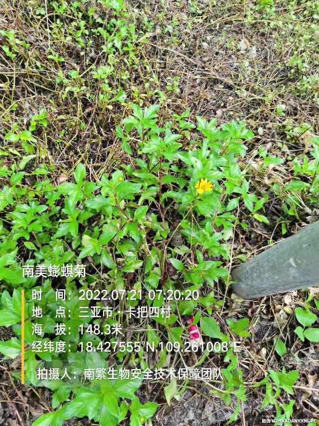 南美蟛蜞菊