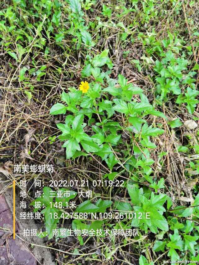 南美蟛蜞菊