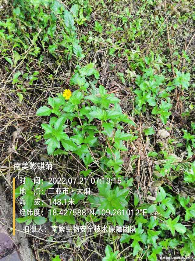 南美蟛蜞菊