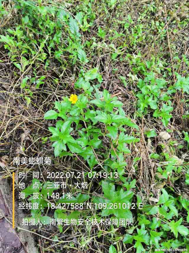 南美蟛蜞菊