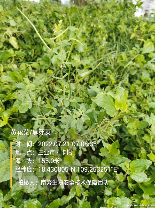 黄花菜/臭死菜