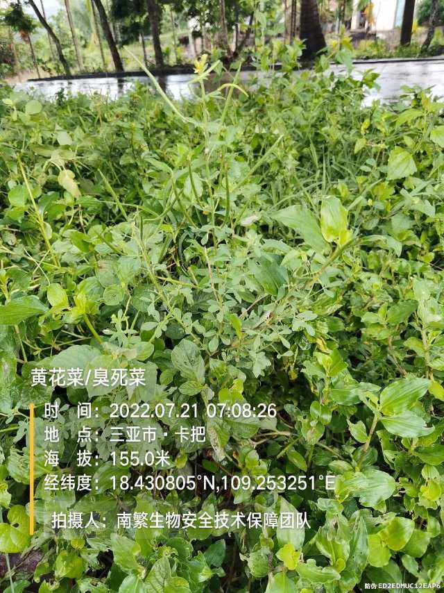 黄花菜/臭死菜