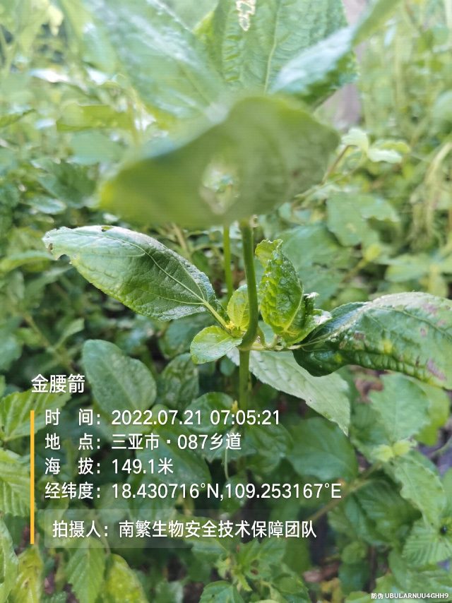 金腰箭
