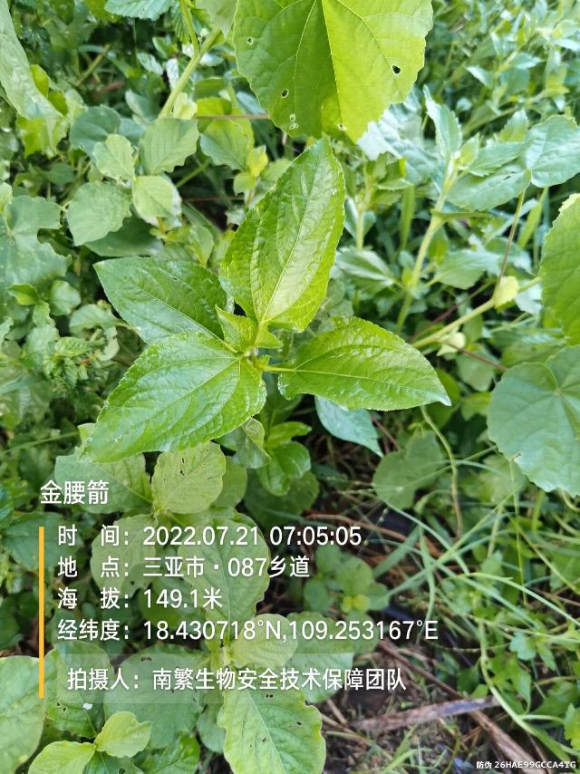 金腰箭