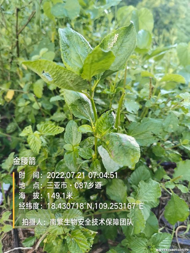 金腰箭
