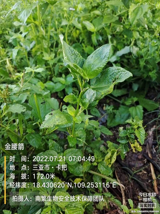 金腰箭