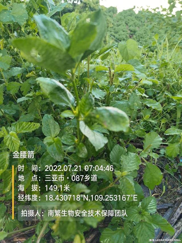金腰箭