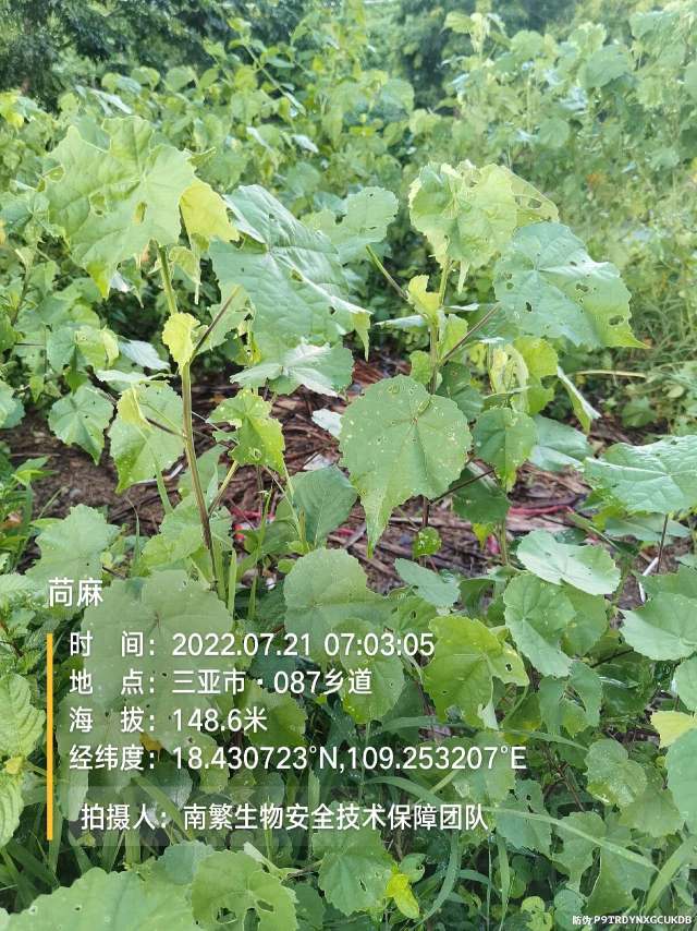 苘麻