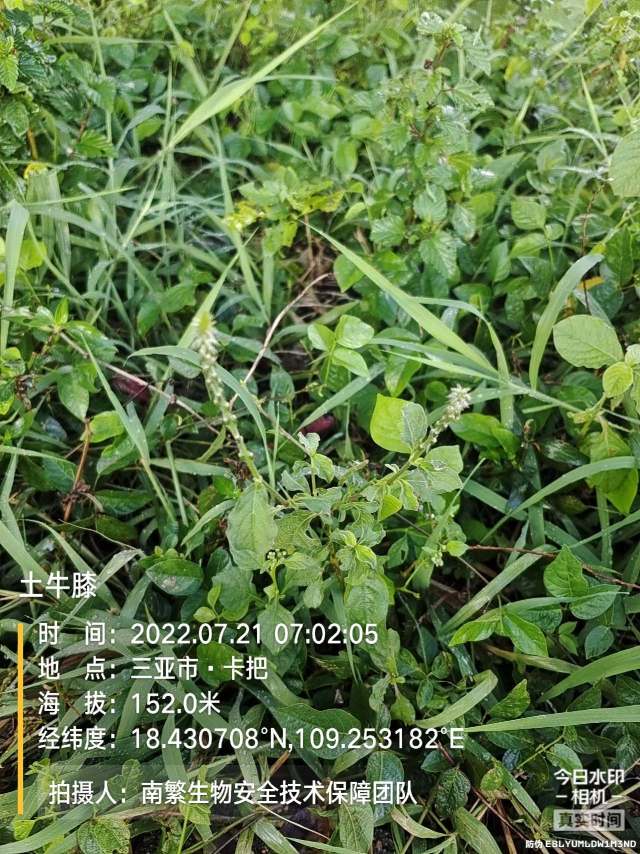 土牛膝