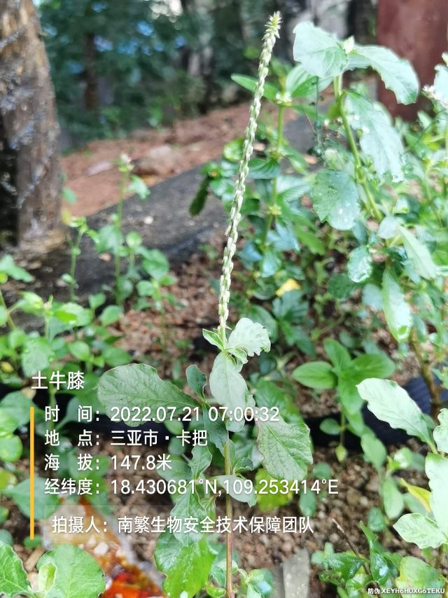 土牛膝