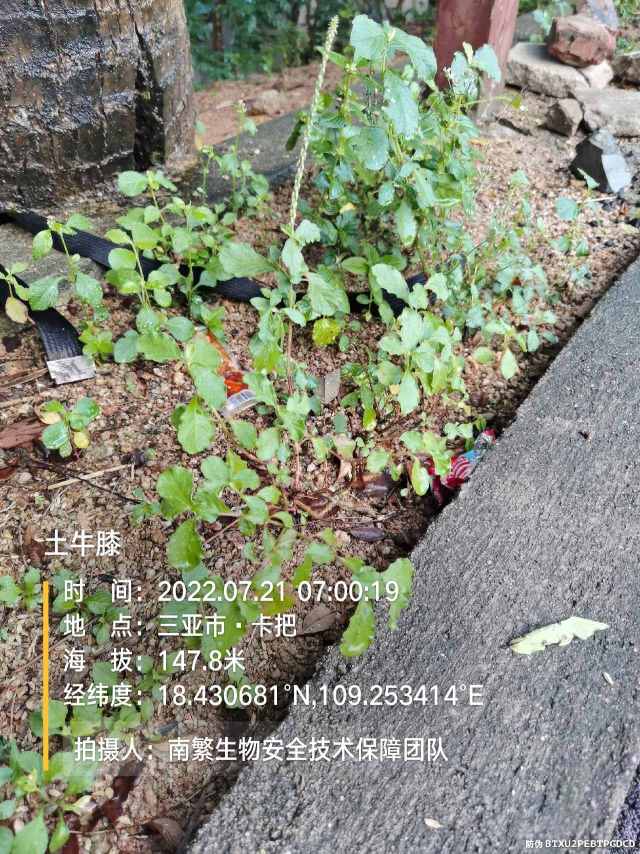 土牛膝