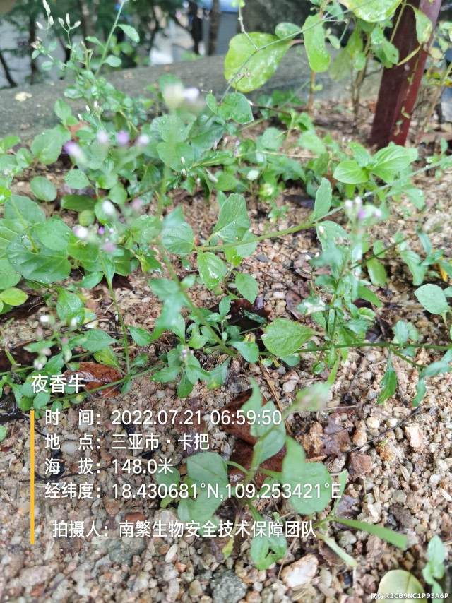 夜香牛