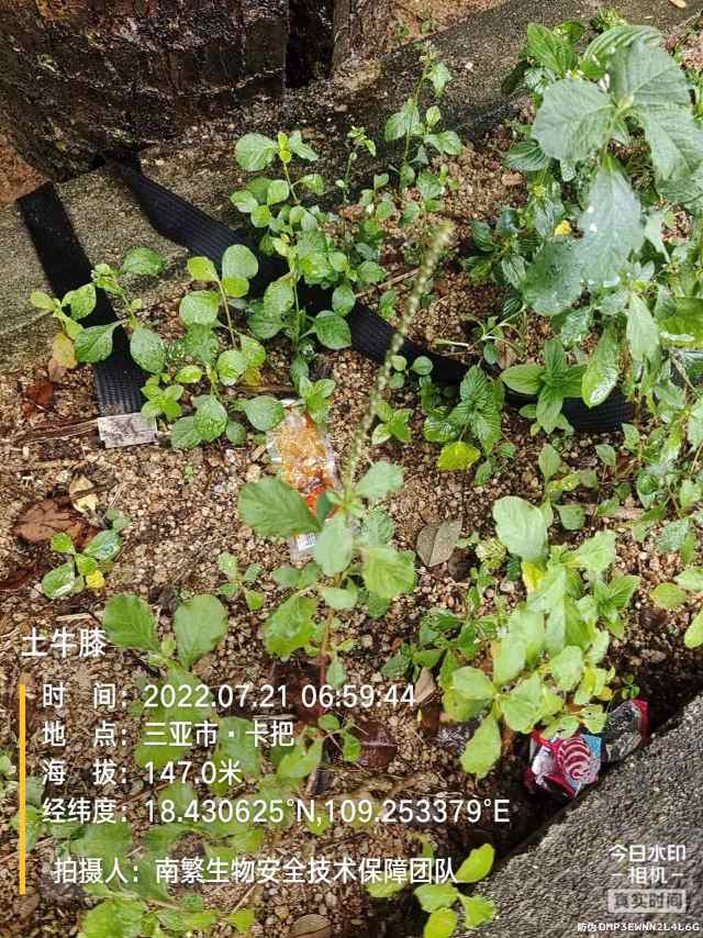 土牛膝