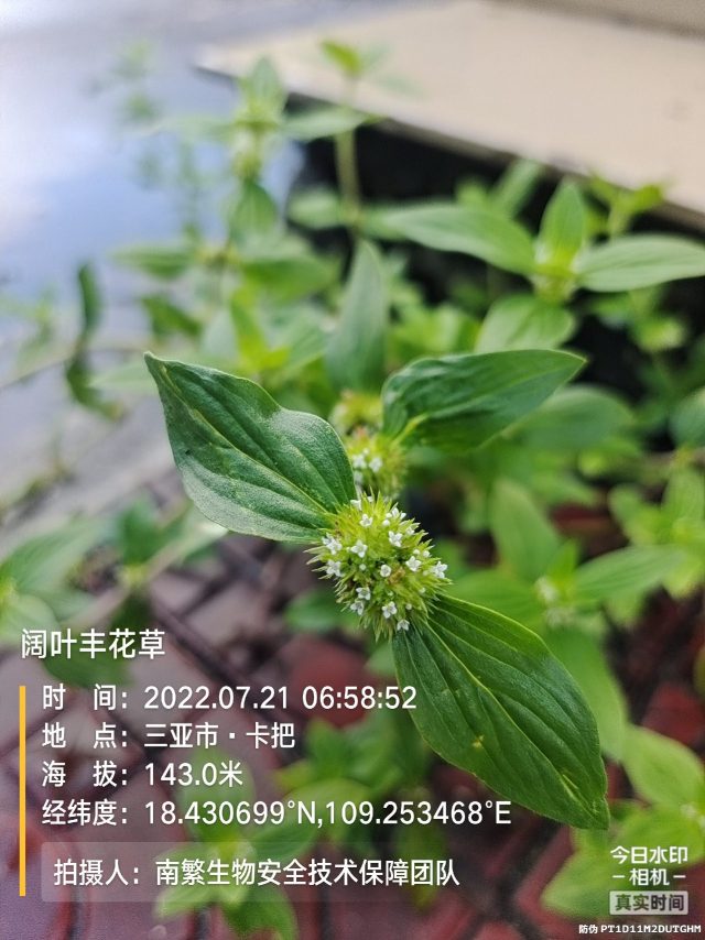 阔叶丰花草
