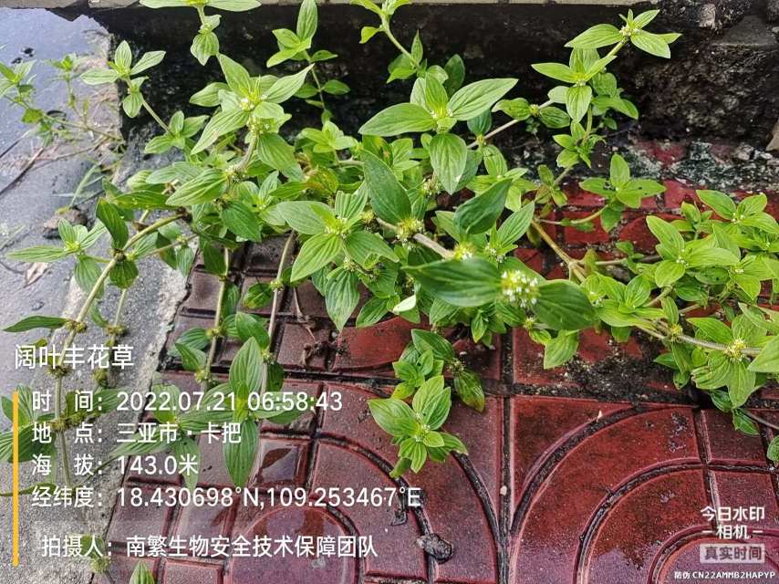 阔叶丰花草