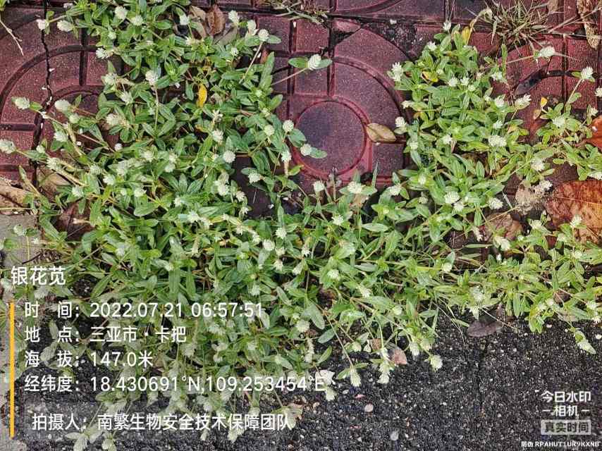 银花苋